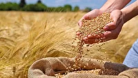 فعال‌سازی ۴۰ مرکز خرید تضمینی گندم در زنجان